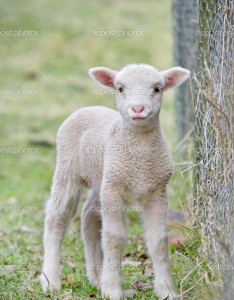 depositphotos_1149109-Cute-baby-lamb