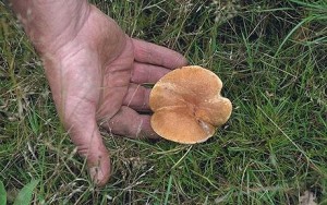 mushroom-foraging_1215252c