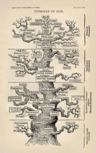 Tree_of_life Haeckel